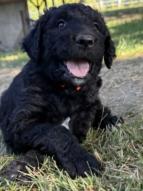 Cutie the Orange – Goldendoodle puppy for sale in Saint Helens, OR