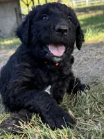 Cutie the Orange, a female Goldendoodle for sale in Saint Helens, OR – 1 of 4