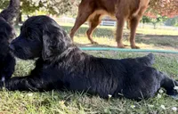 Rain - Blue Boy, a male Goldendoodle for sale in Saint Helens, OR – 2 of 5