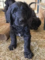 Miss Buddy (purple girl), a female Goldendoodle for sale in Saint Helens, OR – 5 of 5