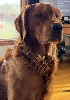 Waffles (Pink Girl), a female Goldendoodle for sale in Saint Helens, OR – 8 of 9