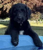 Waffles (Pink Girl), a female Goldendoodle for sale in Saint Helens, OR – 4 of 9