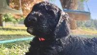 Cutie the Orange, a female Goldendoodle for sale in Saint Helens, OR – 2 of 4
