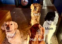 Rain - Blue Boy, a male Goldendoodle for sale in Saint Helens, OR – 4 of 5