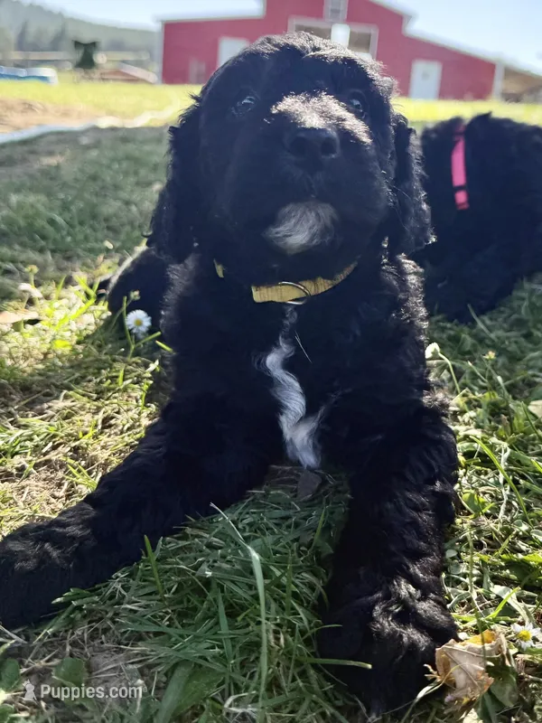 Sunny - Yellow Girl – Goldendoodle puppy for sale in Saint Helens, OR