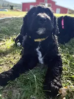 Sunny - Yellow Girl, a female Goldendoodle for sale in Saint Helens, OR – 1 of 5