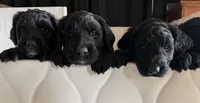 Waffles (Pink Girl), a female Goldendoodle for sale in Saint Helens, OR – 2 of 9