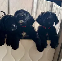 Miss Buddy (purple girl), a female Goldendoodle for sale in Saint Helens, OR – 2 of 5