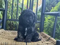Ellawyn, a female Cavapoo for sale in Stanley, NY – Photo 2 of 10