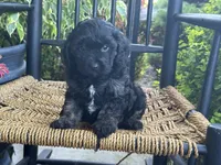 Ellawyn, a female Cavapoo for sale in Stanley, NY – Photo 9 of 10