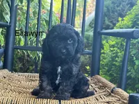 Ellawyn, a female Cavapoo for sale in Stanley, NY – Photo 3 of 10
