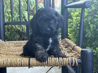 Ellawyn, a female Cavapoo for sale in Stanley, NY – Photo 10 of 10