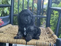 Ellawyn, a female Cavapoo for sale in Stanley, NY – Photo 1 of 10
