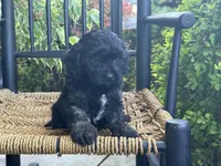 Ellawyn, a female Cavapoo for sale in Stanley, NY – Photo 7 of 10