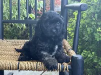 Ellawyn, a female Cavapoo for sale in Stanley, NY – Photo 5 of 10
