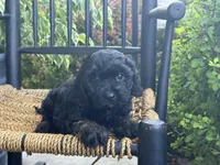 Ellawyn, a female Cavapoo for sale in Stanley, NY – Photo 4 of 10