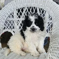 Glendon , a male Cavapoo for sale in Stanley, NY – Photo 5 of 5