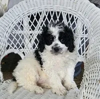 Glendon , a male Cavapoo for sale in Stanley, NY – Photo 5 of 5