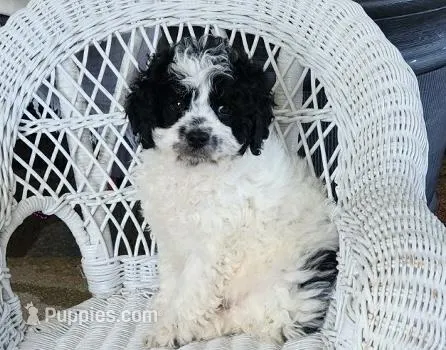 Glendon , a male Cavapoo for sale in Stanley, NY – Photo 1 of 5