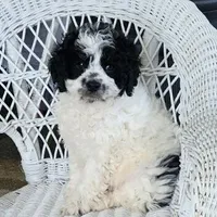 Glendon , a male Cavapoo for sale in Stanley, NY – Photo 1 of 5