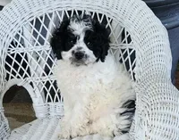 Glendon , a male Cavapoo for sale in Stanley, NY – Photo 1 of 5