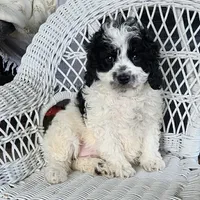 Glendon , a male Cavapoo for sale in Stanley, NY – Photo 3 of 5