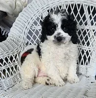 Glendon , a male Cavapoo for sale in Stanley, NY – Photo 3 of 5