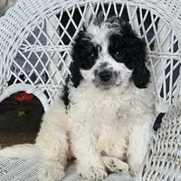 Glendon , a male Cavapoo for sale in Stanley, NY – Photo 4 of 5