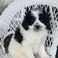 Glendon , a male Cavapoo for sale in Stanley, NY – Photo 2 of 5
