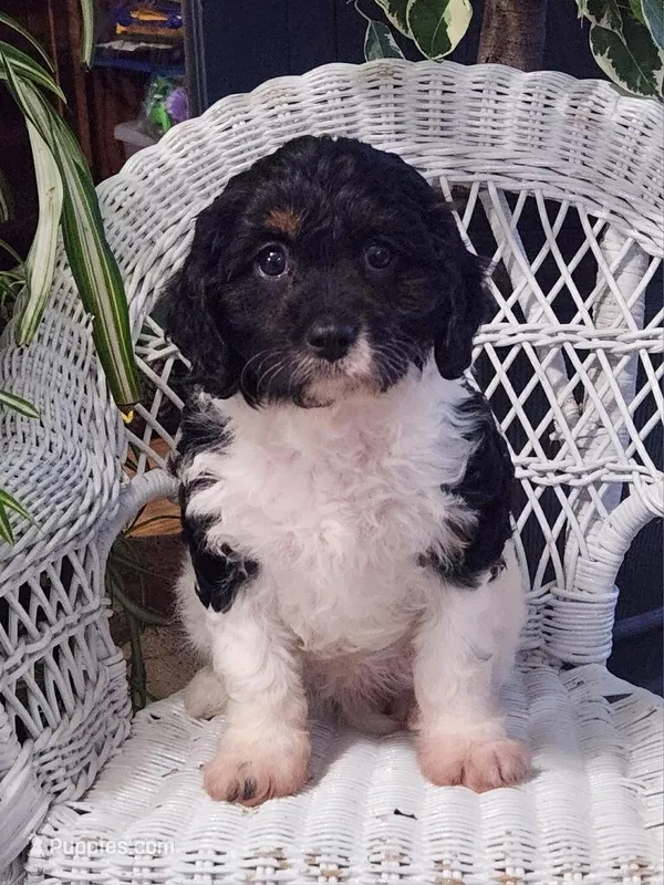 Iris, a female Cavapoo for sale in Stanley, NY – Photo 1 of 1