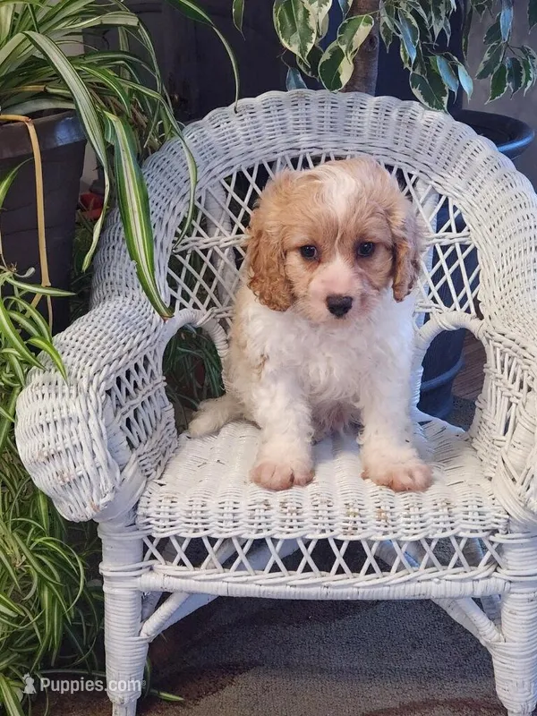Ice Cream  – Cavapoo puppy for sale in Stanley, NY