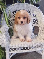 Ice Cream , a male Cavapoo for sale in Stanley, NY – Photo 3 of 5
