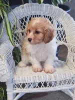 Ice Cream , a male Cavapoo for sale in Stanley, NY – Photo 2 of 5