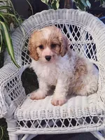Ice Cream , a male Cavapoo for sale in Stanley, NY – Photo 4 of 5