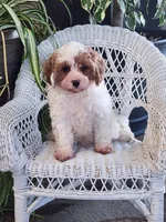 Ice Pop, a male Cavapoo for sale in Stanley, NY – Photo 1 of 2
