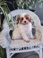 Ice Pop, a male Cavapoo for sale in Stanley, NY – Photo 2 of 2