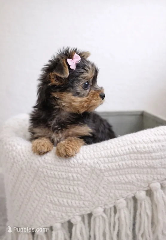 Lottie — Yorkshire Terrier Girl 🎀 – Yorkshire Terrier puppy for sale in Lancaster, PA
