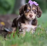 Millie 💜 — Female Long-Haired Miniature Dachshund, a female Miniature Dachshund for sale in Lancaster, PA – 3 of 5