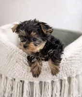 Atlas — Yorkshire Terrier Boy 🐾, a male Yorkshire Terrier for sale in Lancaster, PA – 1 of 3