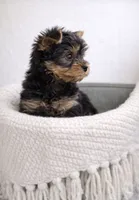 Winston — Yorkshire Terrier Boy 🐾, a male Yorkshire Terrier for sale in Lancaster, PA – 1 of 3