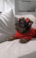 Clover — Yorkshire Terrier Girl 🍀, a female Yorkshire Terrier for sale in Lancaster, PA – 2 of 2