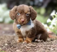 Teddy 🧸 — Male Long-Haired Miniature Dachshund, a male Miniature Dachshund for sale in Lancaster, PA – 2 of 7