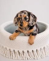Winston – Gorgeous Silver Dapple Mini Dachshund 💙, a male Miniature Dachshund for sale in Lancaster, PA – 5 of 5
