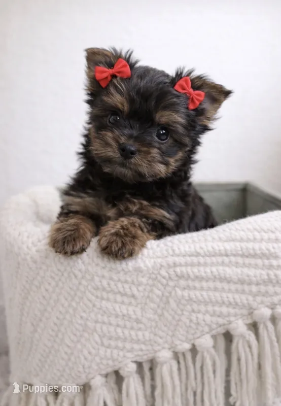 Clover — Yorkshire Terrier Girl 🍀 – Yorkshire Terrier puppy for sale in Lancaster, PA