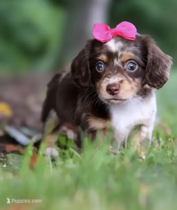 Poppy 🌸 — Female Long-Haired Miniature Dachshund – Miniature Dachshund puppy for sale in Lancaster, PA