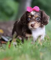 Poppy 🌸 — Female Long-Haired Miniature Dachshund, a female Miniature Dachshund for sale in Lancaster, PA – 1 of 5