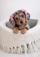 Willow 💗 Stunning Silver Dapple Mini Dachshund Girl ✨, a female Miniature Dachshund for sale in Lancaster, PA – 5 of 6