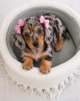 Willow 💗 Stunning Silver Dapple Mini Dachshund Girl ✨, a female Miniature Dachshund for sale in Lancaster, PA – 6 of 6