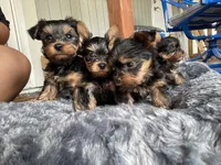 Atlas — Yorkshire Terrier Boy 🐾, a male Yorkshire Terrier for sale in Lancaster, PA – 2 of 3