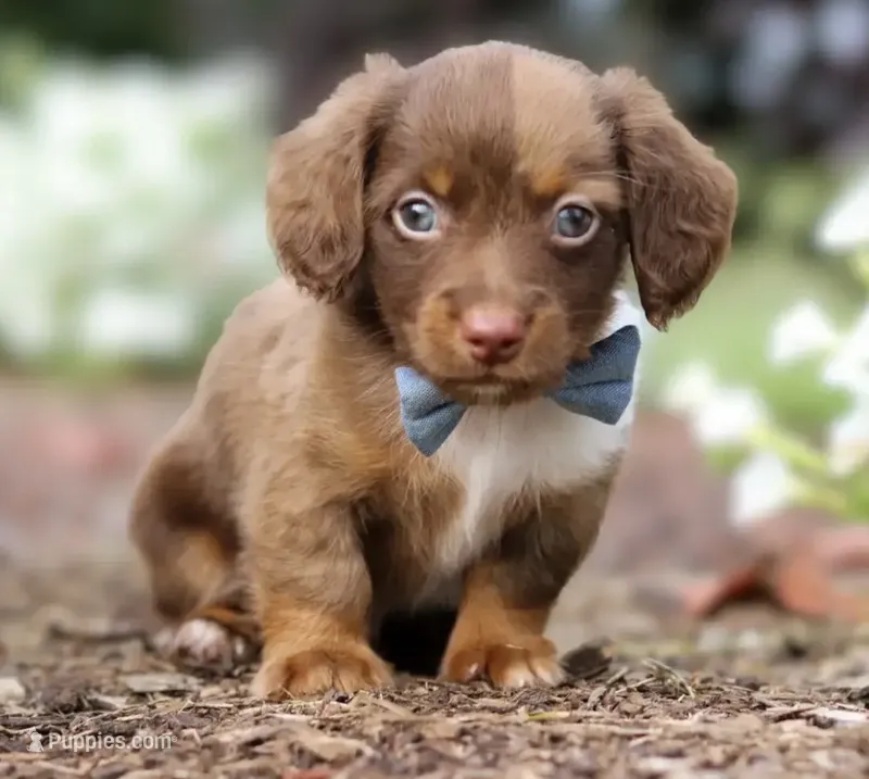Teddy 🧸 — Male Long-Haired Miniature Dachshund – Miniature Dachshund puppy for sale in Lancaster, PA